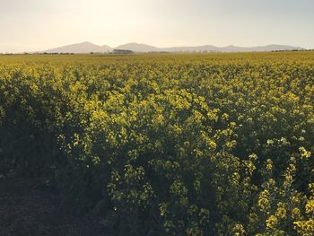 Scenic view of oilseed rape field against sky