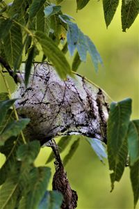 Low angle view of lizard on tree