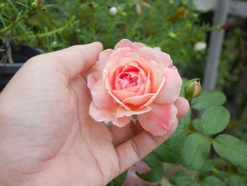 Close-up of hand holding pink rose