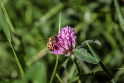 Close-up of bee pollinating on purple flower