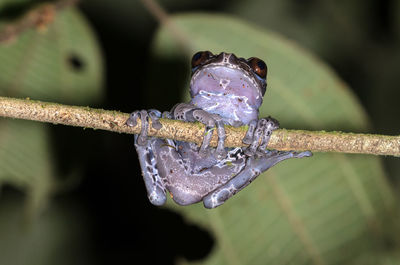 Close-up of frog