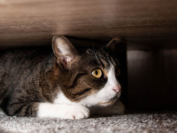 Close-up of a cat looking away
