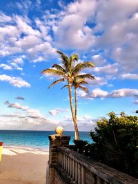 Palm trees on beach against sky