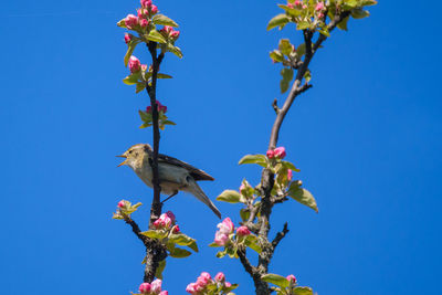 Low angle view of bird perching on plant against blue sky