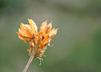 Close-up of wilted plant