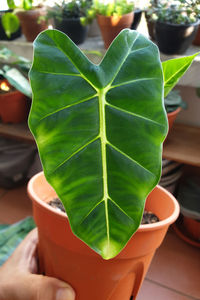 Close-up of person holding green leaves