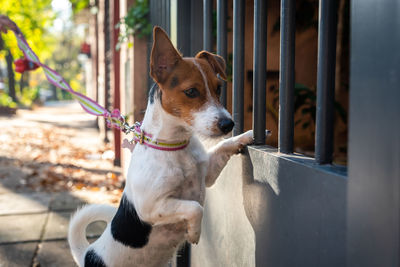 Portrait of a dog looking away