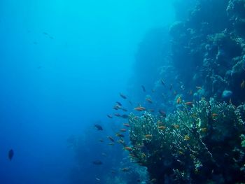 Fish swimming in sea