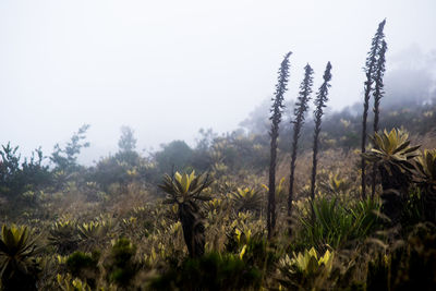 Plants growing on tree