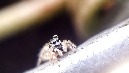 Close-up of spider