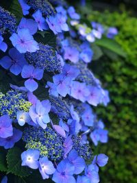 Close-up of purple flowering plant in park