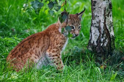 Portrait of a lynx 