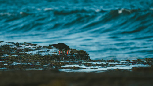 View of bird on beach