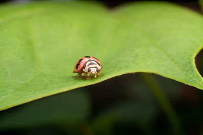 Close-up of insect on leaf