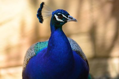 Close-up of peacock