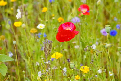 Close-up of red poppy flowers in field