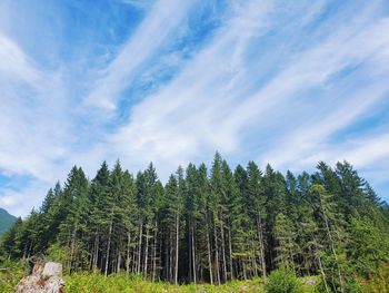 Low angle view of pine trees against cloudy sky