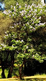 Flowers growing on tree