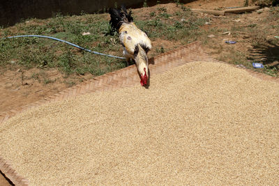 A chicken eats rice grains that are being dried in the sun. bogor, indonesia. september 6, 2020