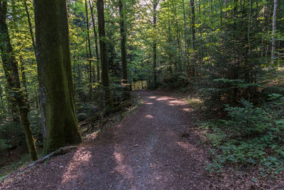 Road amidst trees in forest