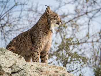 Low angle view of iberian lynx sitting on rock at donana national park