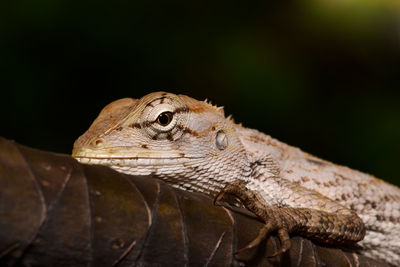 Close-up of lizard