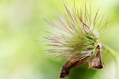 Close-up of dandelion on plant