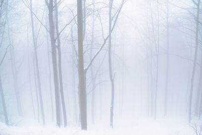 Bare trees in snow covered landscape during winter