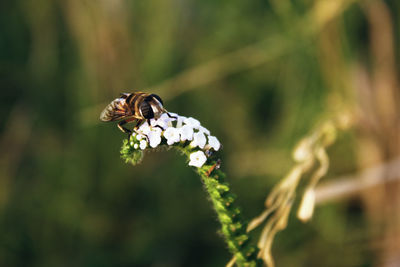 Close-up of butterfly pollinating on flower