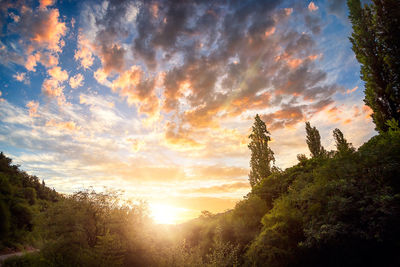 Low angle view of trees against sky during sunset