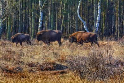 Bison in a field