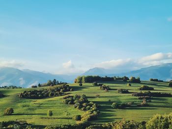 Scenic view of agricultural field against sky