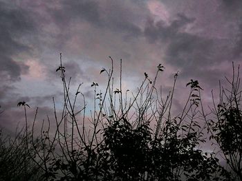 Silhouette plants against sky