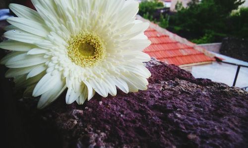 Close-up of white flowering plant