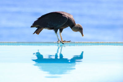 Bird perching on poolside