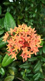 Close-up of flowers blooming outdoors