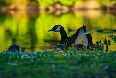 View of birds in lake