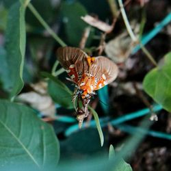 Close-up of insect on plant