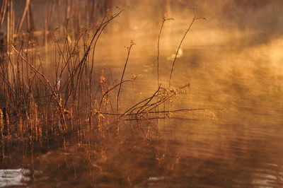 Close-up of dry grass on field by lake against sky