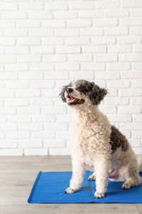 Mixed breed dog sitting on cool mat in hot day looking up, white brick wall background, summer heat