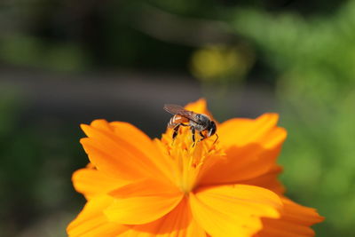 flowering plant