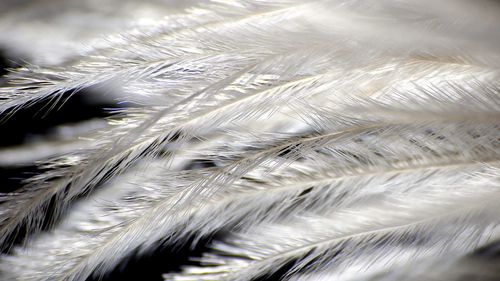 Full frame shot of feather