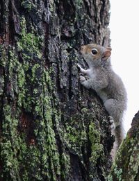 Close-up of squirrel on tree trunk