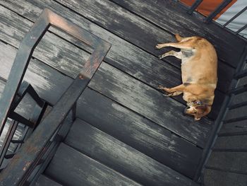 High angle view of dog lying down on wooden floor