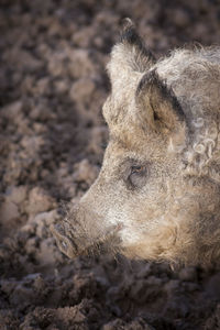 Close-up of pig on soil