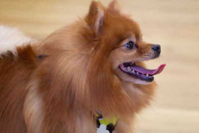 Close-up of a dog looking away