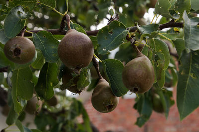 Close-up of fruits growing on tree