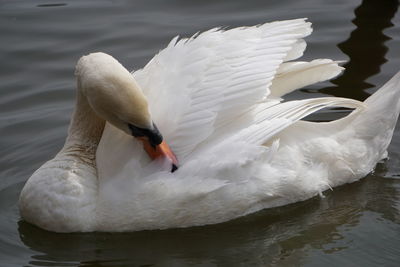 Mute swan preening while swimming in lake