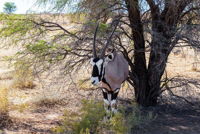 Horse standing on a tree