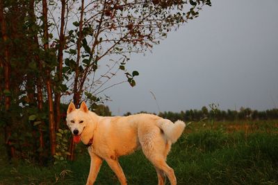 Dog standing in a field